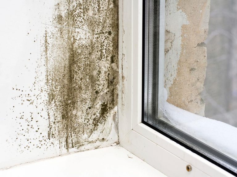 mold-by-window negative effects of humidity on your home