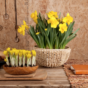 Spring Home Essentials