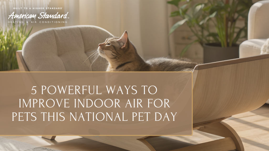 5 Powerful Ways to Improve Indoor Air for Pets This National Pet Day