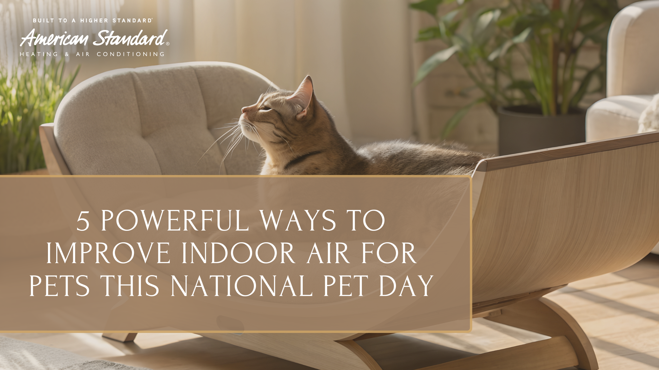 5 Powerful Ways to Improve Indoor Air for Pets This National Pet Day